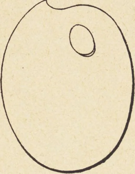An illustration from Jules Chauvin : atelier de dorure et d'encadrements, fournitures speciales pour artistes, agent general pour la France, des couleurs a la detrempe a la majolique et a la resine du Baron de Pereira, des couleurs resineuses de Mussini, des couleurs a l'huile et a l'ambre dissous de Jacques Blockx, des toiles fond albumen et majolique, preparees par le procede de Pereira pour la peinture a la detrempe et a l'huile, couleurs extra fines a l'huile broyees a la main, couleurs extra fines al detrempe... materiel d'artistes, 1893, leaf 61