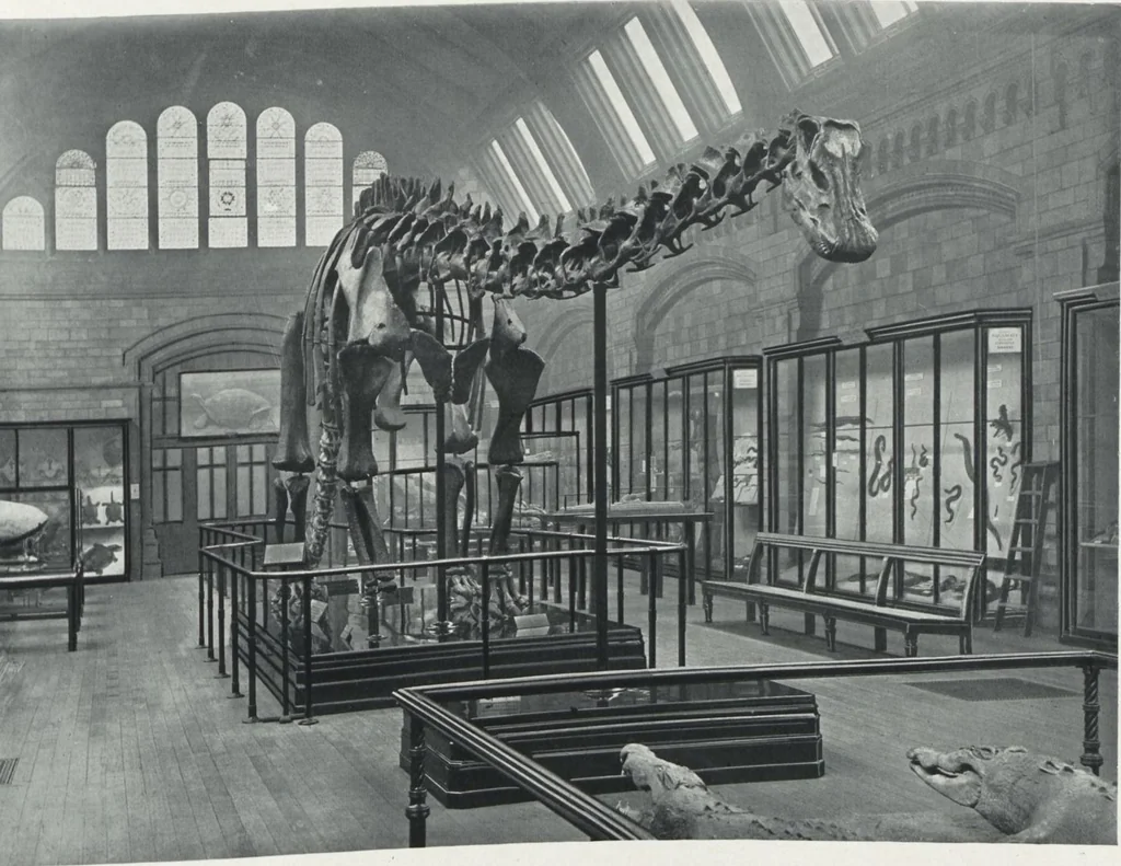An illustration from General catalogue of show cases, fittings, book cases, stands &c., executed for H.M. Government at the British & Natural History museums, 1907, leaf 21