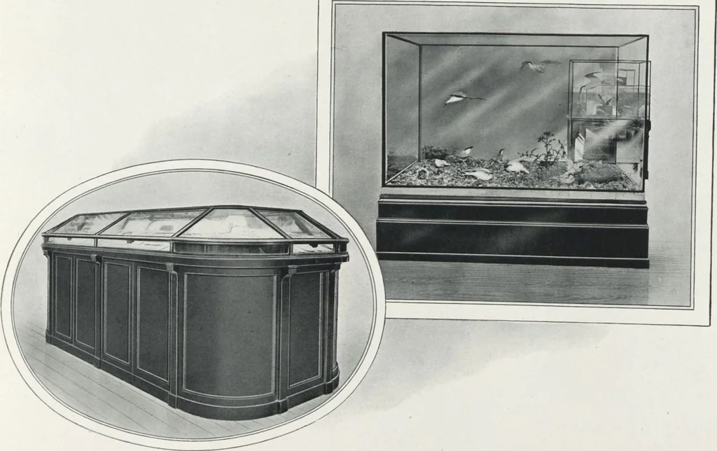 An illustration from General catalogue of show cases, fittings, book cases, stands &c., executed for H.M. Government at the British & Natural History museums, 1907, leaf 23