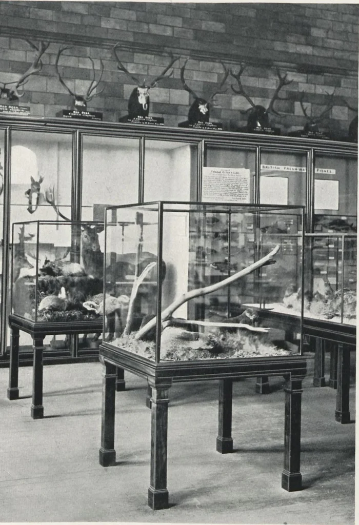An illustration from General catalogue of show cases, fittings, book cases, stands &c., executed for H.M. Government at the British & Natural History museums, 1907, leaf 41