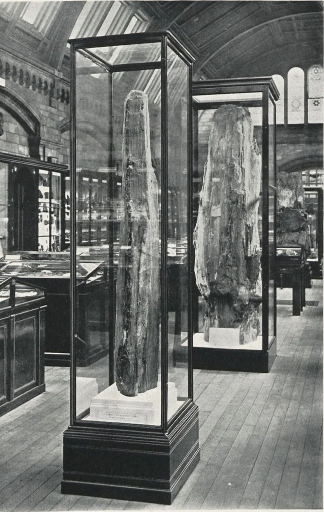 An illustration from General catalogue of show cases, fittings, book cases, stands &c., executed for H.M. Government at the British & Natural History museums, 1907, leaf 49