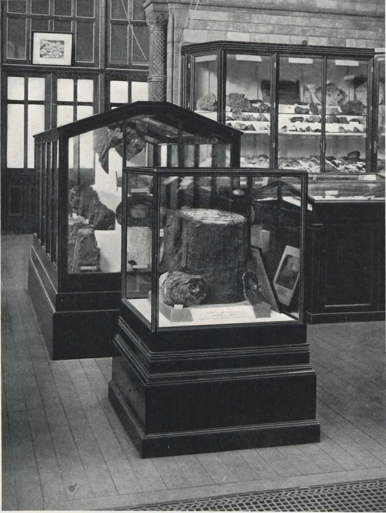 An illustration from General catalogue of show cases, fittings, book cases, stands &c., executed for H.M. Government at the British & Natural History museums, 1907, leaf 49