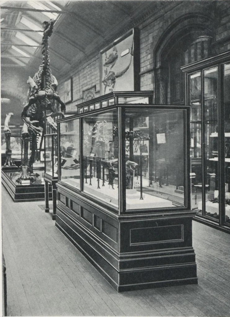An illustration from General catalogue of show cases, fittings, book cases, stands &c., executed for H.M. Government at the British & Natural History museums, 1907, leaf 55