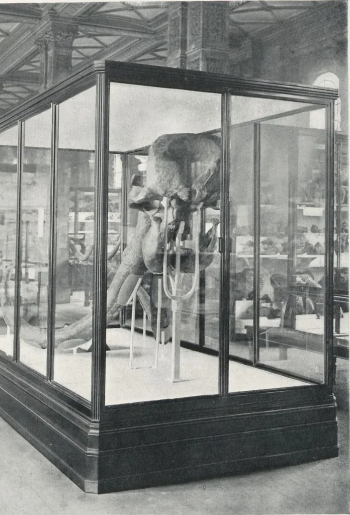 An illustration from General catalogue of show cases, fittings, book cases, stands &c., executed for H.M. Government at the British & Natural History museums, 1907, leaf 55