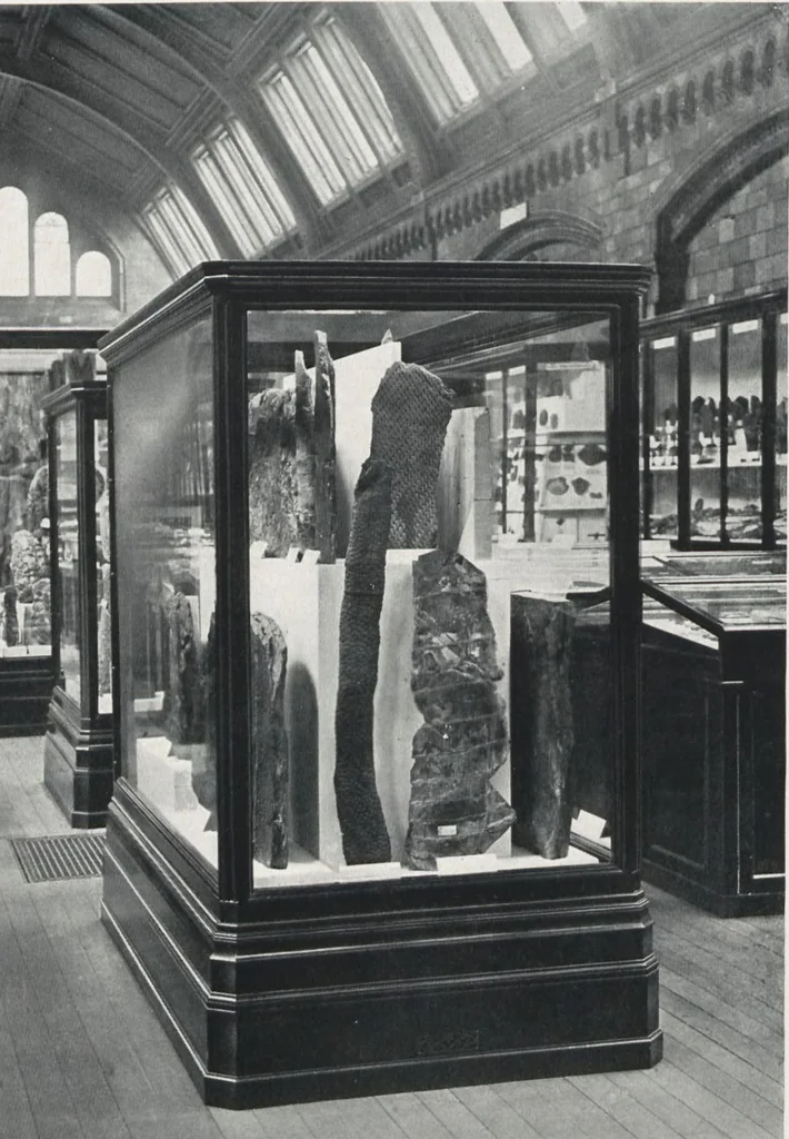 An illustration from General catalogue of show cases, fittings, book cases, stands &c., executed for H.M. Government at the British & Natural History museums, 1907, leaf 57