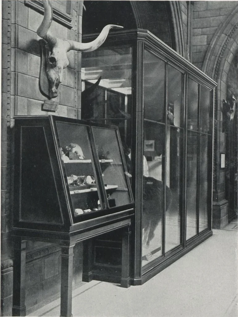 An illustration from General catalogue of show cases, fittings, book cases, stands &c., executed for H.M. Government at the British & Natural History museums, 1907, leaf 57