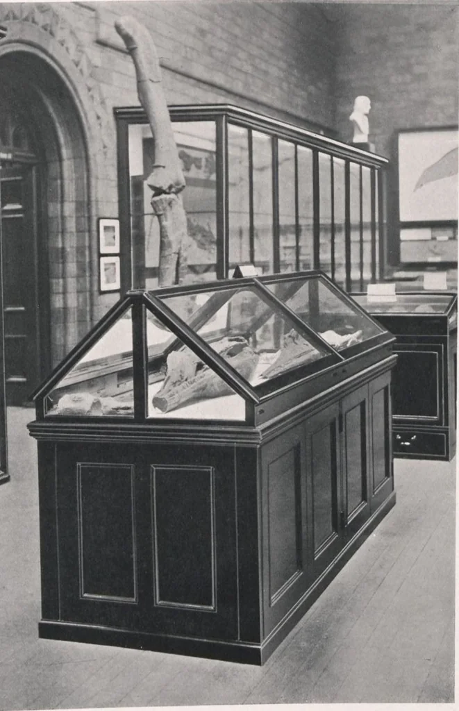 An illustration from General catalogue of show cases, fittings, book cases, stands &c., executed for H.M. Government at the British & Natural History museums, 1907, leaf 91