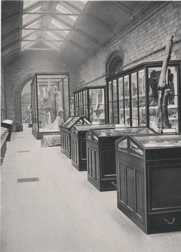An illustration from General catalogue of show cases, fittings, book cases, stands &c., executed for H.M. Government at the British & Natural History museums, 1907, leaf 91