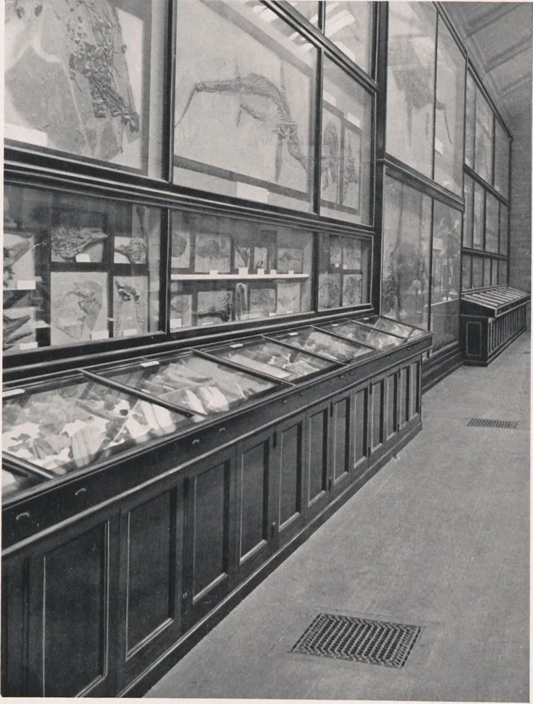 An illustration from General catalogue of show cases, fittings, book cases, stands &c., executed for H.M. Government at the British & Natural History museums, 1907, leaf 93