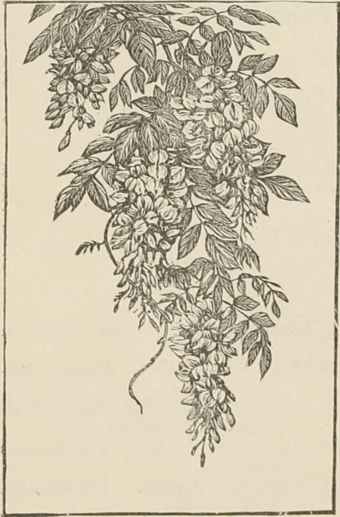 An illustration from Catalogue of Ripka & Co. : importers and manufacturers of artists' materials, 1893, leaf 202
