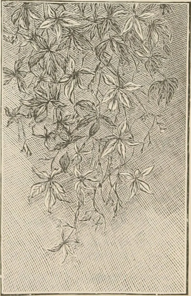 An illustration from Catalogue of Ripka & Co. : importers and manufacturers of artists' materials, 1893, leaf 202