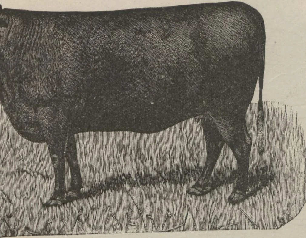 An illustration from Specimens of electrotype cuts, issued by Barnhart Bros. & Spindler, 1900, leaf 105