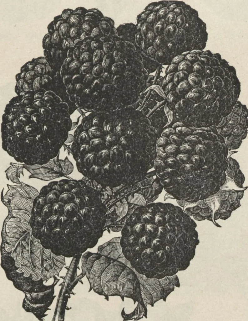 An illustration from Specimens of electrotype cuts, issued by Barnhart Bros. & Spindler, 1900, leaf 59