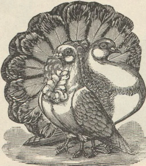 An illustration from Specimens of electrotype cuts, issued by Barnhart Bros. & Spindler, 1900, leaf 76