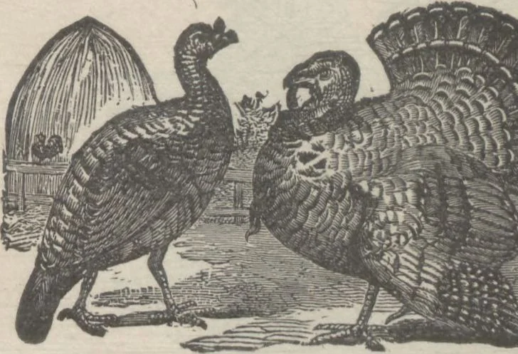 An illustration from Specimens of electrotype cuts, issued by Barnhart Bros. & Spindler, 1900, leaf 77
