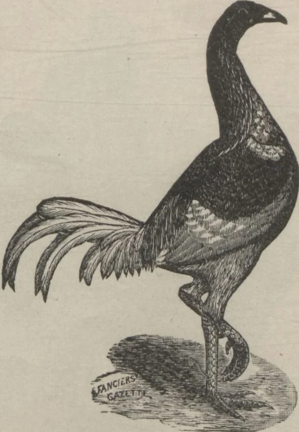An illustration from Specimens of electrotype cuts, issued by Barnhart Bros. & Spindler, 1900, leaf 77
