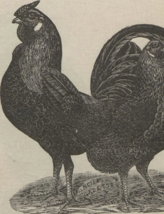 An illustration from Specimens of electrotype cuts, issued by Barnhart Bros. & Spindler, 1900, leaf 77