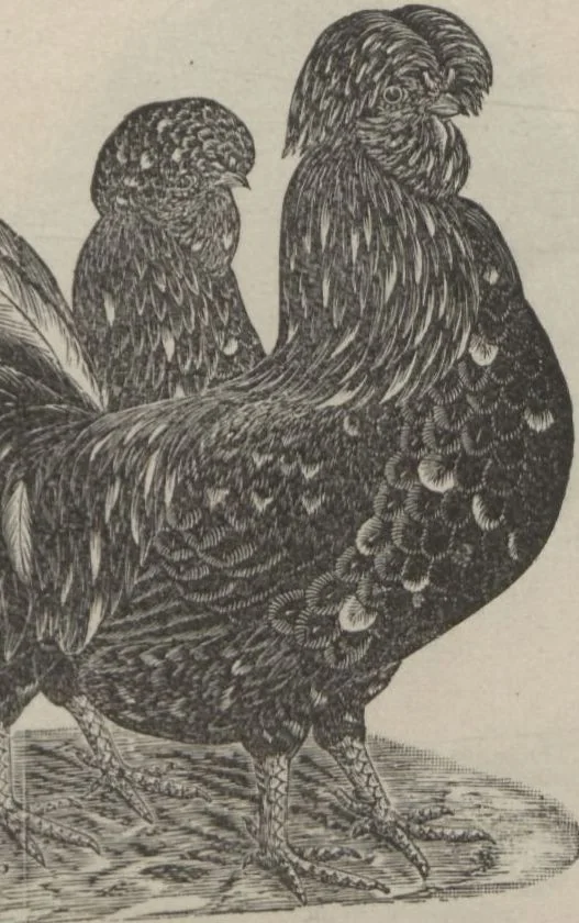 An illustration from Specimens of electrotype cuts, issued by Barnhart Bros. & Spindler, 1900, leaf 77