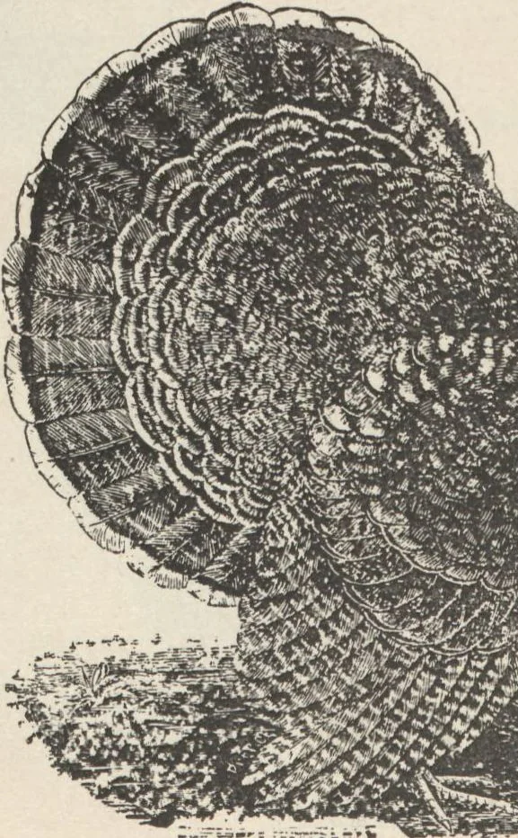 An illustration from Specimens of electrotype cuts, issued by Barnhart Bros. & Spindler, 1900, leaf 78