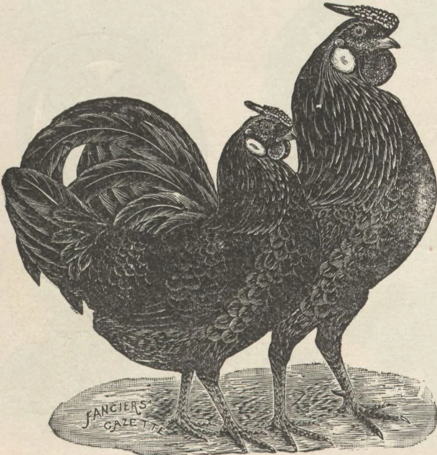 An illustration from Specimens of electrotype cuts, issued by Barnhart Bros. & Spindler, 1900, leaf 78