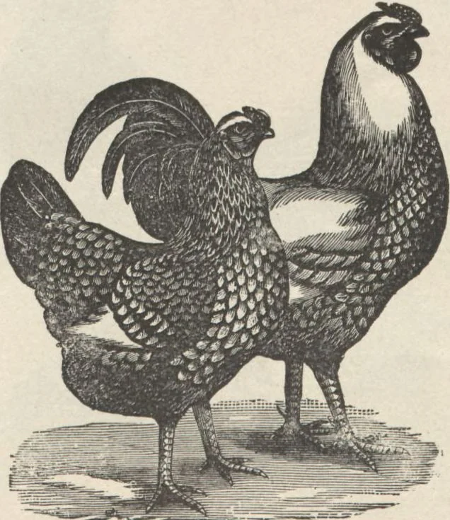 An illustration from Specimens of electrotype cuts, issued by Barnhart Bros. & Spindler, 1900, leaf 78