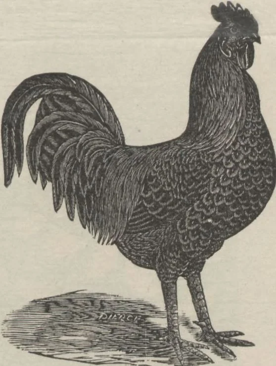 An illustration from Specimens of electrotype cuts, issued by Barnhart Bros. & Spindler, 1900, leaf 79