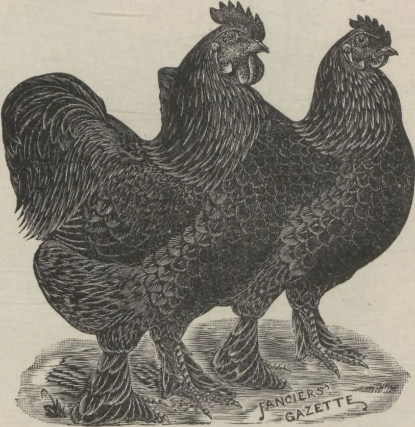 An illustration from Specimens of electrotype cuts, issued by Barnhart Bros. & Spindler, 1900, leaf 79