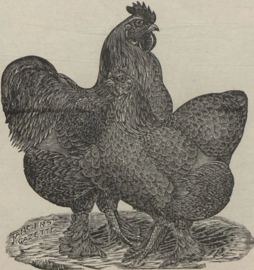 An illustration from Specimens of electrotype cuts, issued by Barnhart Bros. & Spindler, 1900, leaf 79