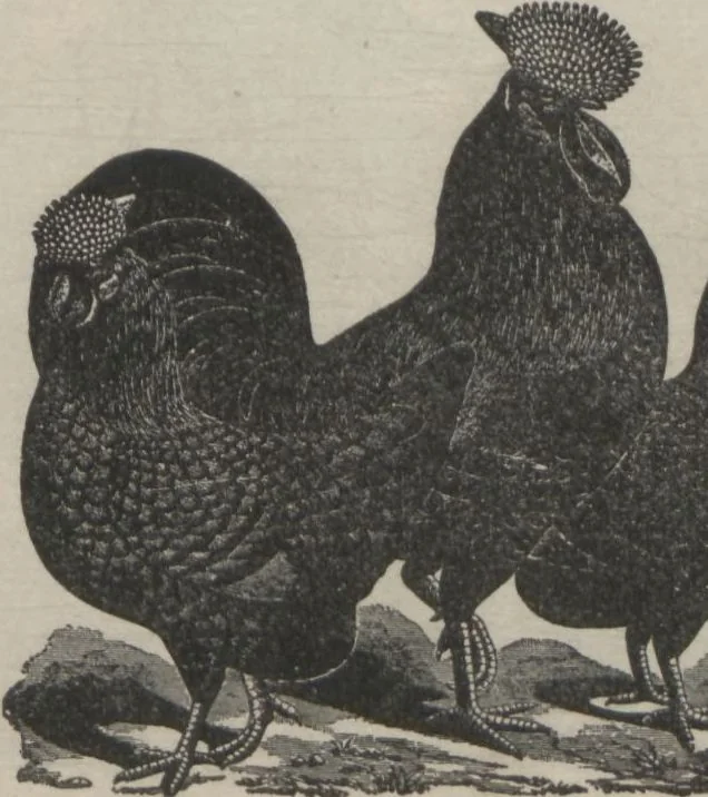 An illustration from Specimens of electrotype cuts, issued by Barnhart Bros. & Spindler, 1900, leaf 79