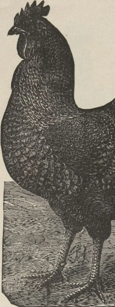 An illustration from Specimens of electrotype cuts, issued by Barnhart Bros. & Spindler, 1900, leaf 82