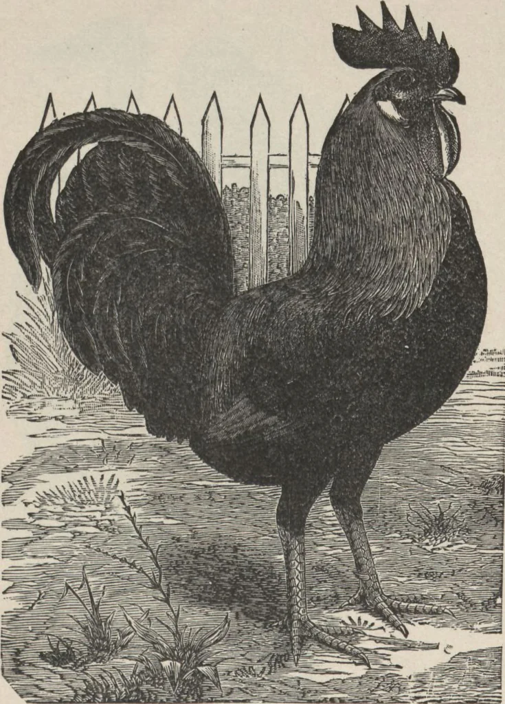 An illustration from Specimens of electrotype cuts, issued by Barnhart Bros. & Spindler, 1900, leaf 82