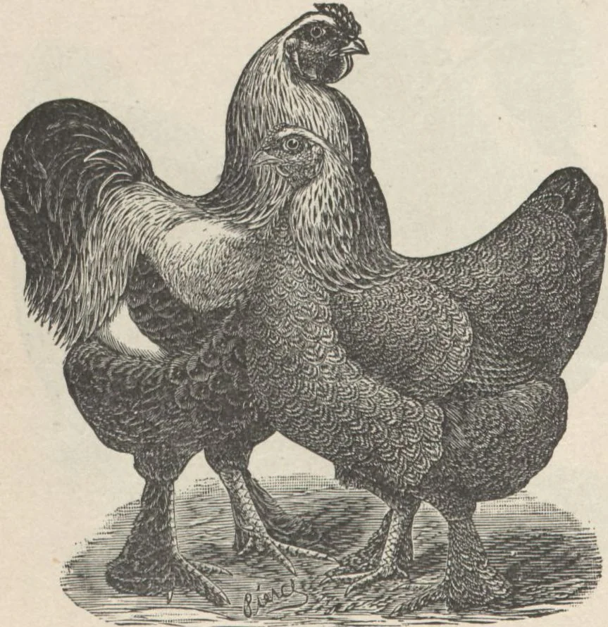An illustration from Specimens of electrotype cuts, issued by Barnhart Bros. & Spindler, 1900, leaf 82
