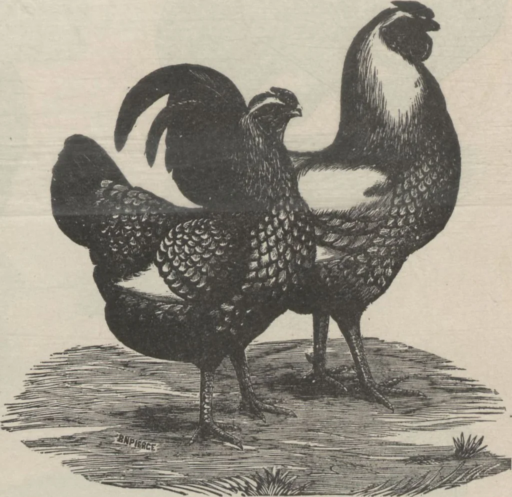 An illustration from Specimens of electrotype cuts, issued by Barnhart Bros. & Spindler, 1900, leaf 83