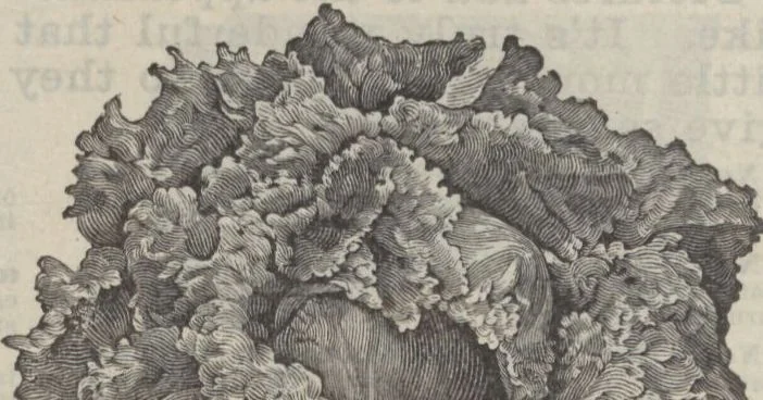 An illustration from The Gimbel book : Paris, London, and American styles, 1910, leaf 162