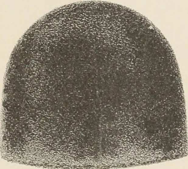 An illustration from Lamson & Hubbard, manufacturers of ladies' furs of every description : wholesale and retail, 1890, leaf 65