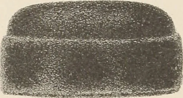 An illustration from Lamson & Hubbard, manufacturers of ladies' furs of every description : wholesale and retail, 1890, leaf 65