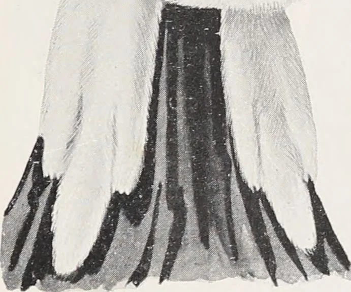 An illustration from Album de fourrures, 1906, leaf 19