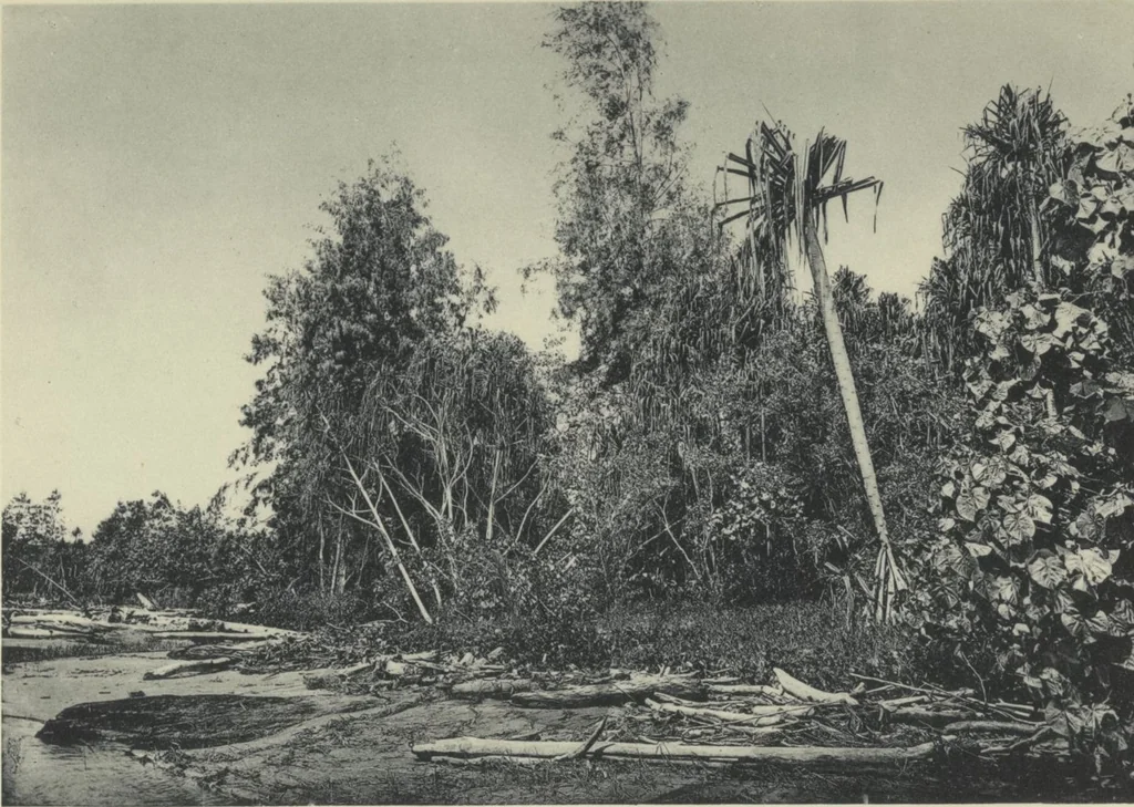 An illustration from Forschungen im Innern der Insel Neuguinea : (Bericht des Führers über die wissenschaftlichen Ergebnisse der deutschen Grenzexpedition in das westliche Kaiser-Wilhelmsland 1910), 1914, leaf 188