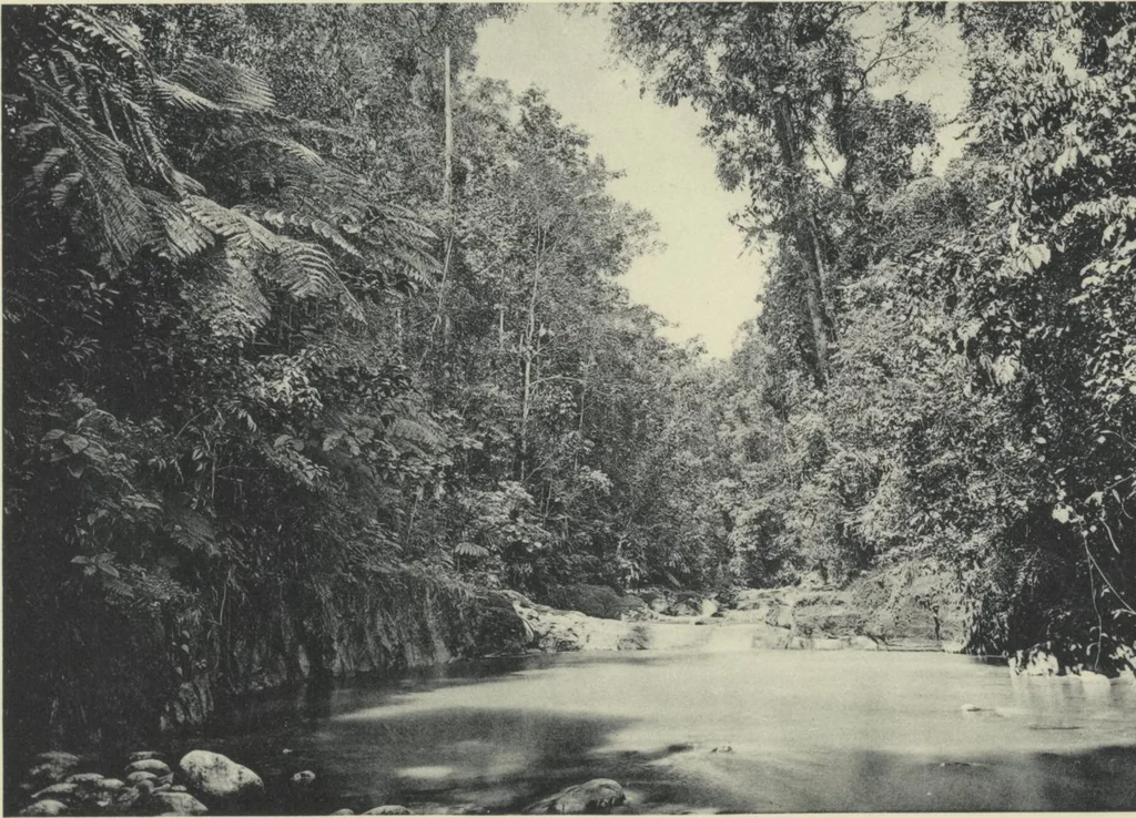 An illustration from Forschungen im Innern der Insel Neuguinea : (Bericht des Führers über die wissenschaftlichen Ergebnisse der deutschen Grenzexpedition in das westliche Kaiser-Wilhelmsland 1910), 1914, leaf 188