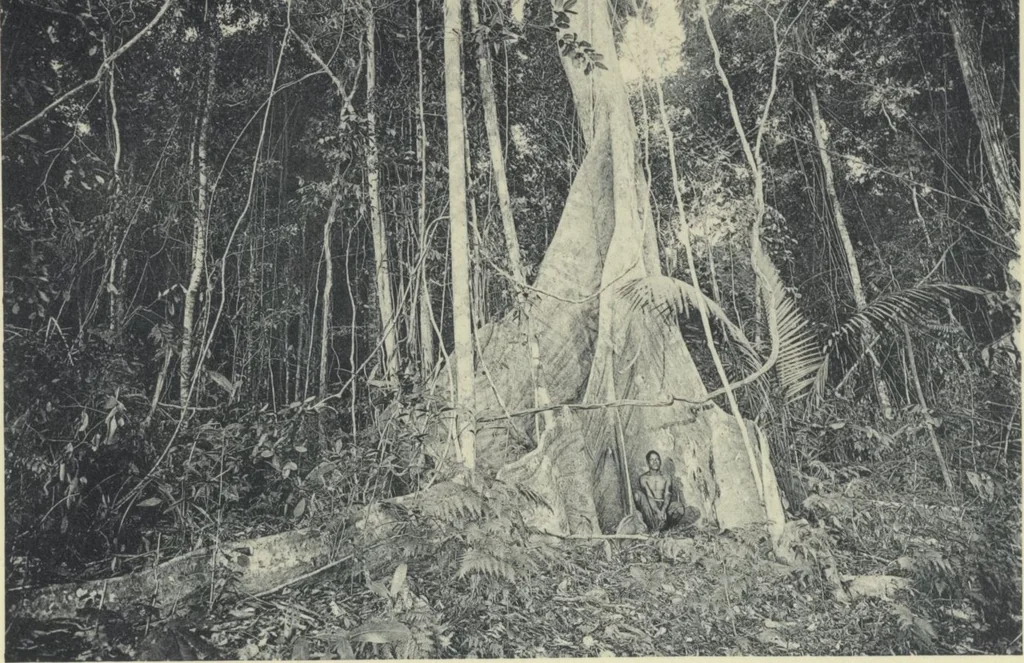 An illustration from Forschungen im Innern der Insel Neuguinea : (Bericht des Führers über die wissenschaftlichen Ergebnisse der deutschen Grenzexpedition in das westliche Kaiser-Wilhelmsland 1910), 1914, leaf 191