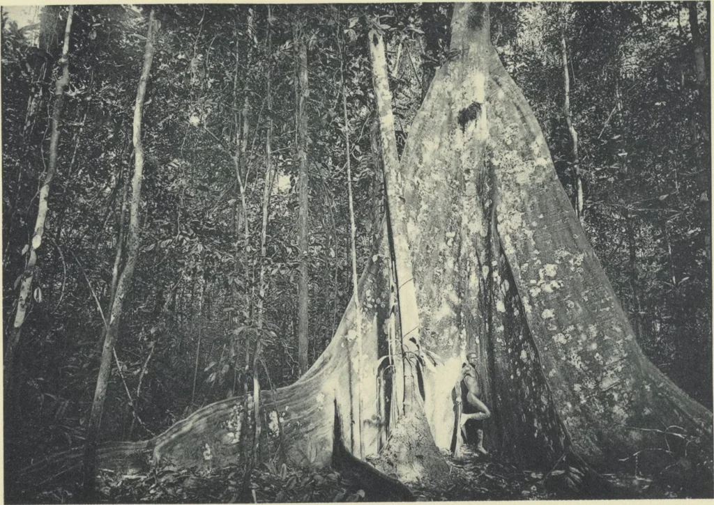 An illustration from Forschungen im Innern der Insel Neuguinea : (Bericht des Führers über die wissenschaftlichen Ergebnisse der deutschen Grenzexpedition in das westliche Kaiser-Wilhelmsland 1910), 1914, leaf 191