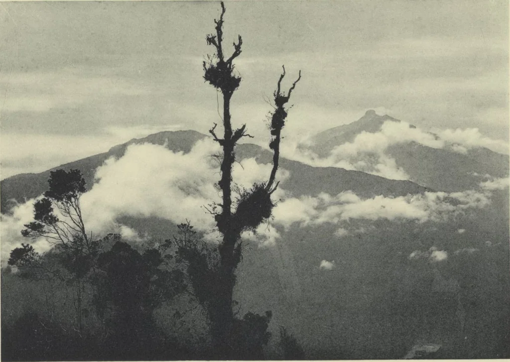 An illustration from Forschungen im Innern der Insel Neuguinea : (Bericht des Führers über die wissenschaftlichen Ergebnisse der deutschen Grenzexpedition in das westliche Kaiser-Wilhelmsland 1910), 1914, leaf 194
