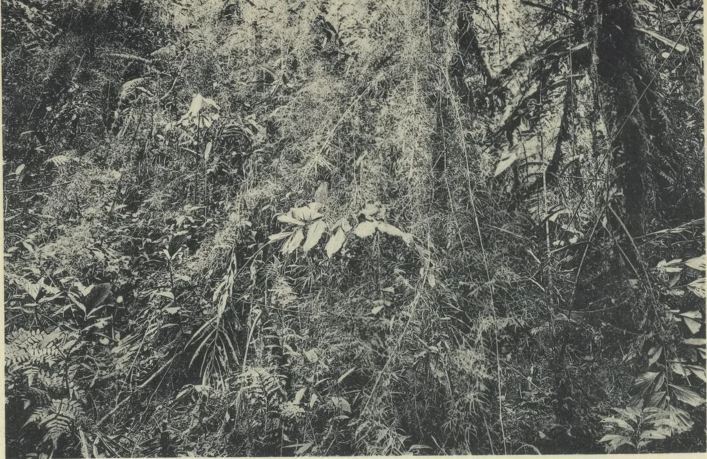 An illustration from Forschungen im Innern der Insel Neuguinea : (Bericht des Führers über die wissenschaftlichen Ergebnisse der deutschen Grenzexpedition in das westliche Kaiser-Wilhelmsland 1910), 1914, leaf 197