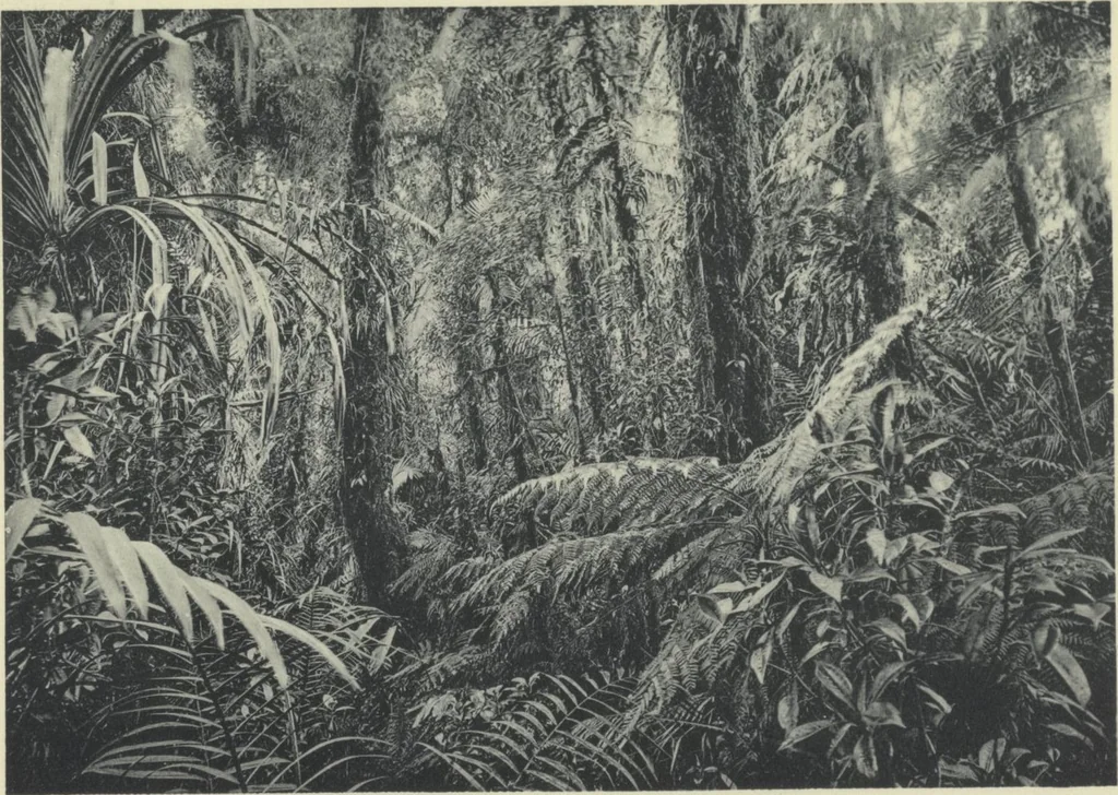 An illustration from Forschungen im Innern der Insel Neuguinea : (Bericht des Führers über die wissenschaftlichen Ergebnisse der deutschen Grenzexpedition in das westliche Kaiser-Wilhelmsland 1910), 1914, leaf 197