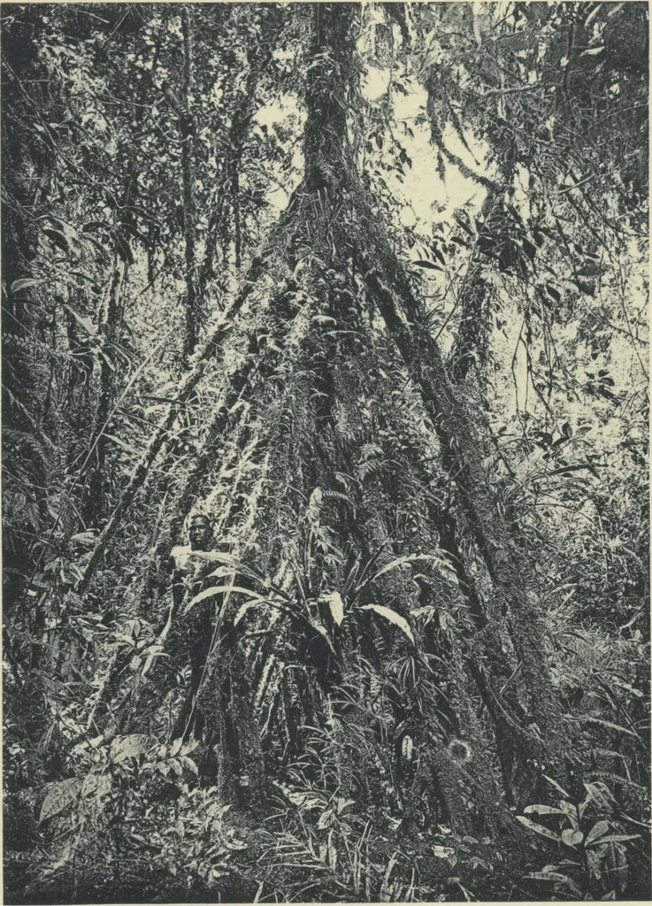 An illustration from Forschungen im Innern der Insel Neuguinea : (Bericht des Führers über die wissenschaftlichen Ergebnisse der deutschen Grenzexpedition in das westliche Kaiser-Wilhelmsland 1910), 1914, leaf 200