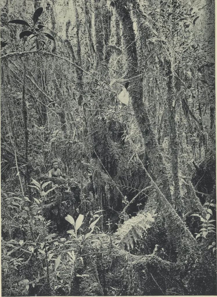 An illustration from Forschungen im Innern der Insel Neuguinea : (Bericht des Führers über die wissenschaftlichen Ergebnisse der deutschen Grenzexpedition in das westliche Kaiser-Wilhelmsland 1910), 1914, leaf 203