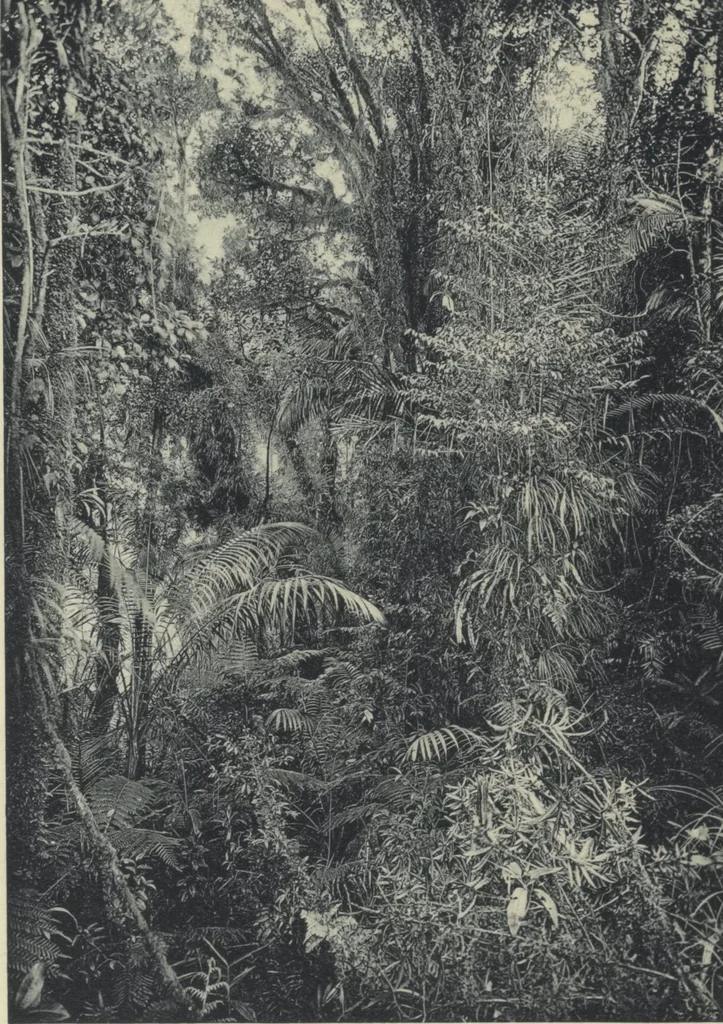 An illustration from Forschungen im Innern der Insel Neuguinea : (Bericht des Führers über die wissenschaftlichen Ergebnisse der deutschen Grenzexpedition in das westliche Kaiser-Wilhelmsland 1910), 1914, leaf 203