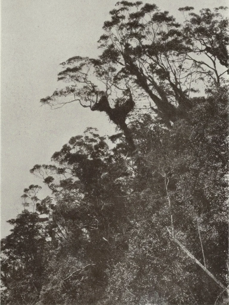 An illustration from Forschungen im Innern der Insel Neuguinea : (Bericht des Führers über die wissenschaftlichen Ergebnisse der deutschen Grenzexpedition in das westliche Kaiser-Wilhelmsland 1910), 1914, leaf 215