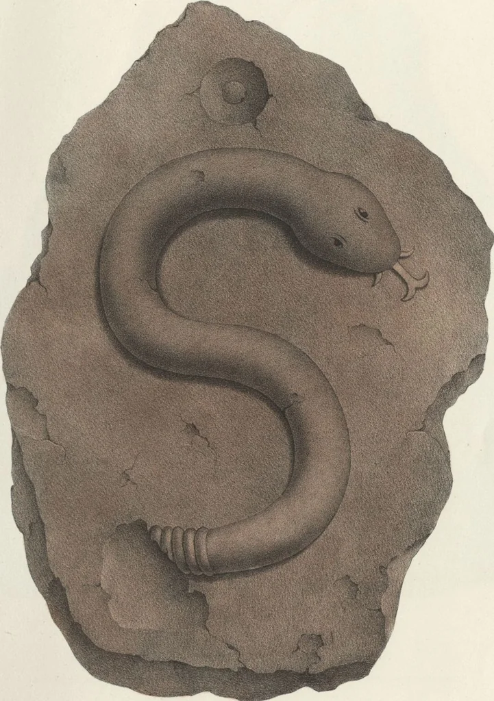 An illustration from Antiquités mexicaines : relation des trois expéditions du capitaine Dupaix, ordonnées en 1805, 1806, et 1807, pour la recherche des antiquités du pays, notamment celles de Mitla et de Palenque : [atlas] / accompagnée des dessins de Castañeda et d'une carte du pays exploré ; suivie d'un parallèle de ces monuments avec ceux de l'Égypte, de l'Indostan, et du reste de l'ancien monde, par M. Alexandre Lenoir, d'une dissertation sur l'origine de l'ancienne population des deux Amériques et sur les diverses antiquités de ce continent, par M. Warden, avec un discours préliminaire par M. Charles Farcy, et des notes explicatives, et autres documents, par MM. Baradère, de St. Priest, et plusieurs voyageurs que ont parcouru l'Amérique, 1834, leaf 19