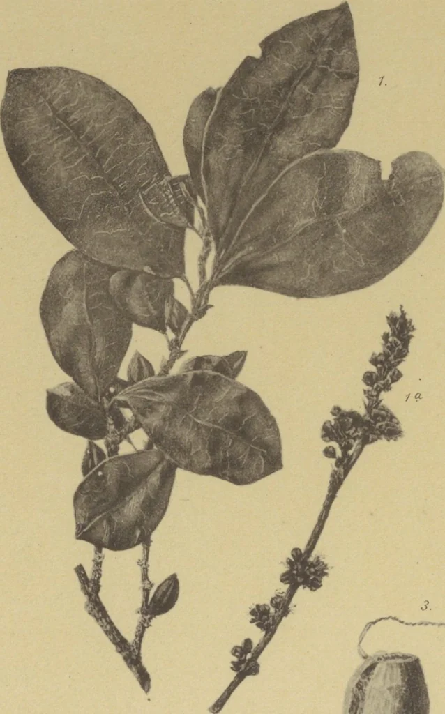 An illustration from Kultur und Industrie südamerikanischer Völker : nach dem im Besitze des Museums für Völkerkunde zu Leipzig befindlichen Sammlungen : [volume 2] / von A. Stübel, W. Reiss und B. Koppel ; Text und Beschreibung der Tafeln von Max Uhle, 1889, leaf 144